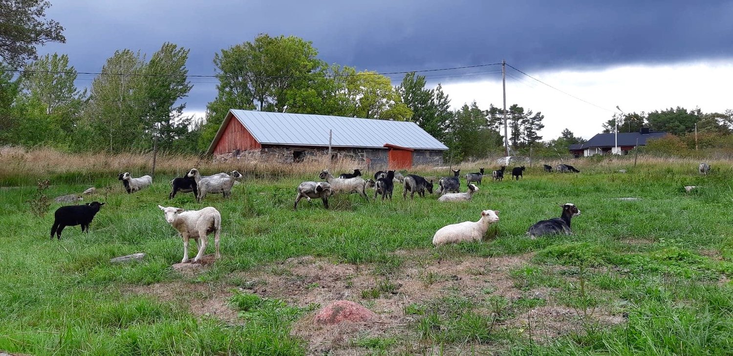 Får vid Prästgården på Hamnö